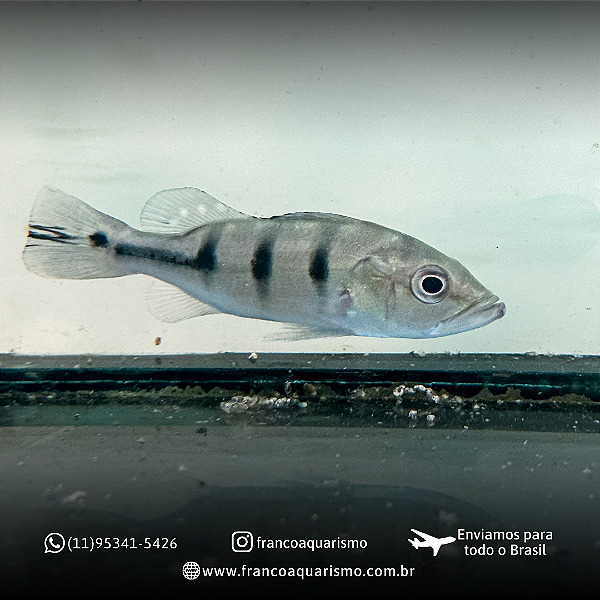 Tucunaré Monóculos Cinza 8-12cm