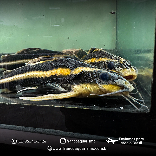 Platydora Armatulus 10-15cm