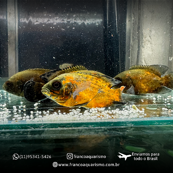 Oscar Bronze AA 4-7cm