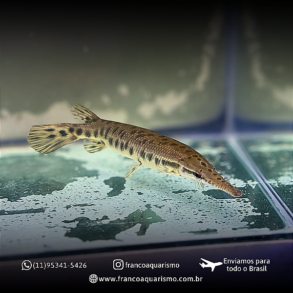 Boca de jacaré (Lepsosteus Oculatus) 14-18cm