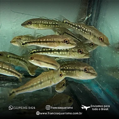 Tucunaré Fogo 6-10cm