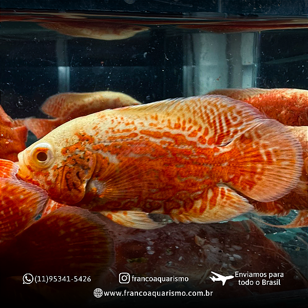 Oscar Super Red Tiger 10-15cm