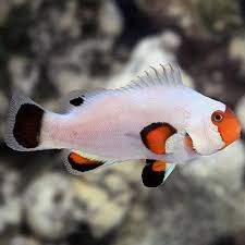 Peixe Palhaço Wyoming White 5-8cm