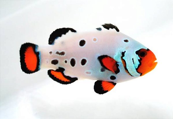 Peixe Palhaço Frostbite Orange 5-8cm