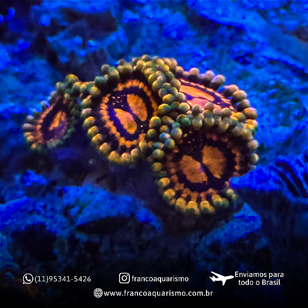 Coral Zoanthus I (pólipo)