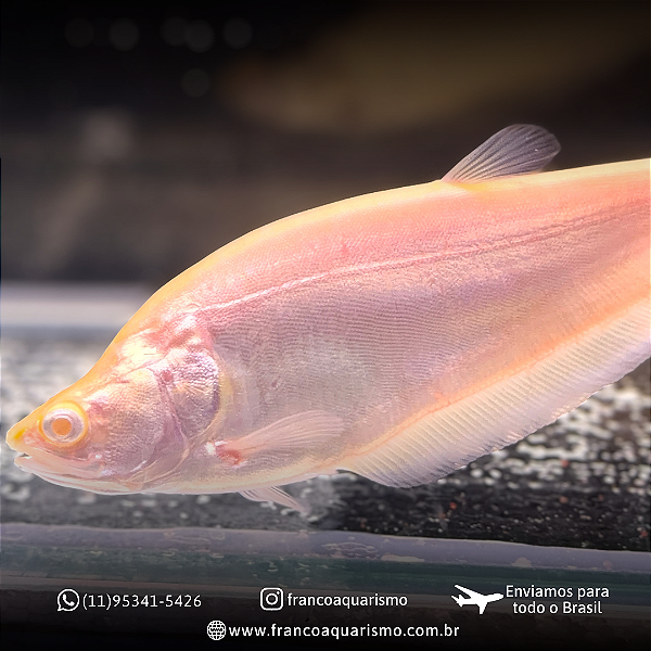 Faca Ghost Albino 20cm