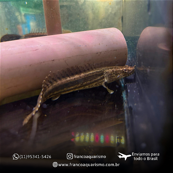 Polypterus Lapradei 20-25cm