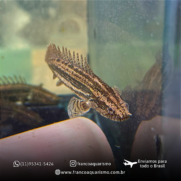 Polypterus Lapradei 15-18cm