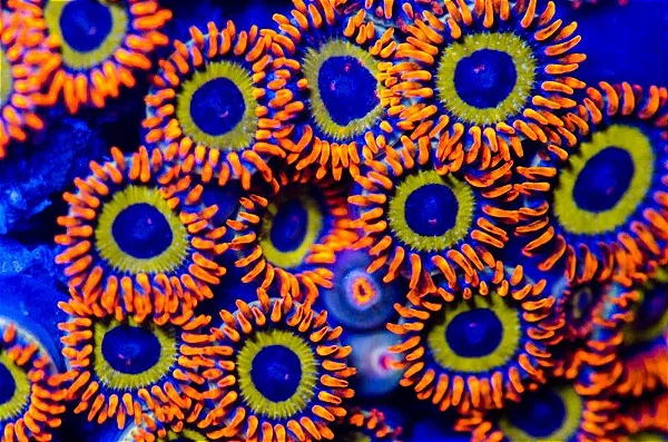 Zoanthus Fruit Loops