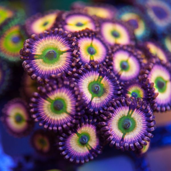 Coral Palythoa Infusion Rainbown