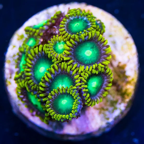 Coral Zoanthus Radioactive Green