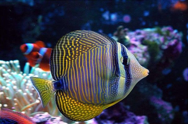 Tang Desjardini (Zebrasoma desjardini) 4-7cm