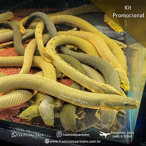 KIT - 3 Peixe Corda 25-30cm