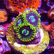 Coral Zoanthus Yoda