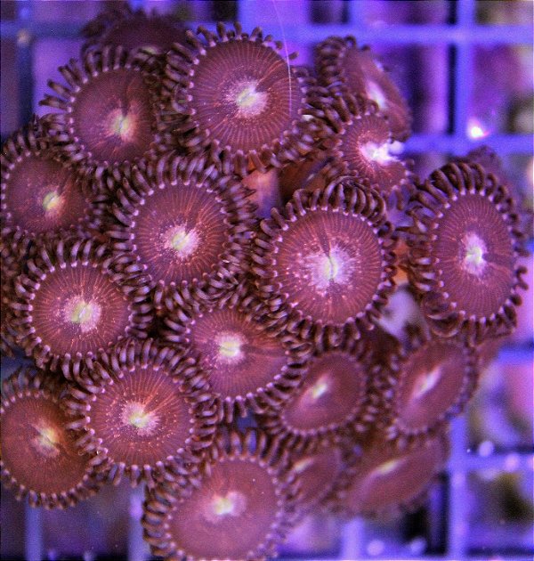 Coral Palythoa Pandora (Peça)