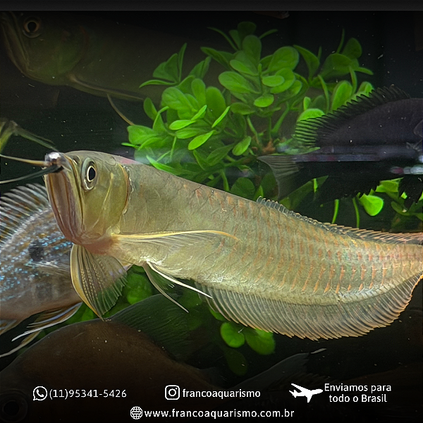 Aruanã Prata 25-30cm