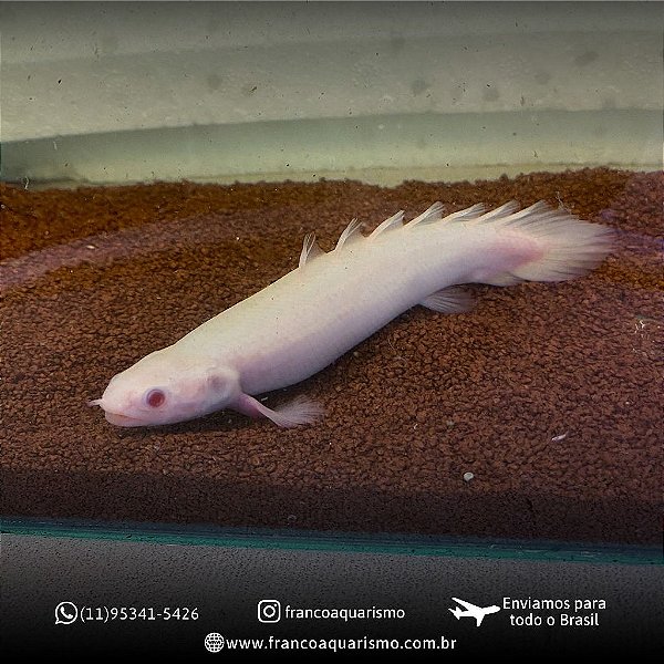 Polypterus Senegalus Albino 11-15cm