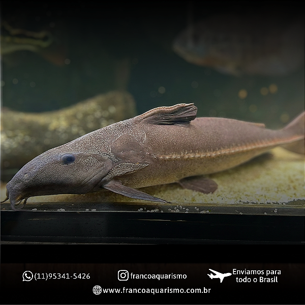 Oxydora Niger 25-30cm