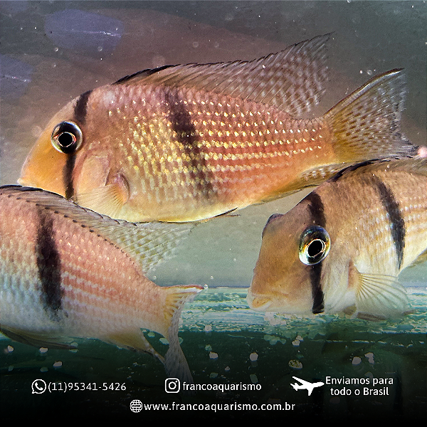 Acará bandido (Guianacara Dacrya) 5-9cm