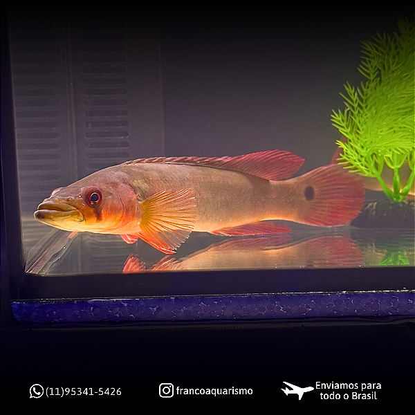 Jacundá Red 15-20cm