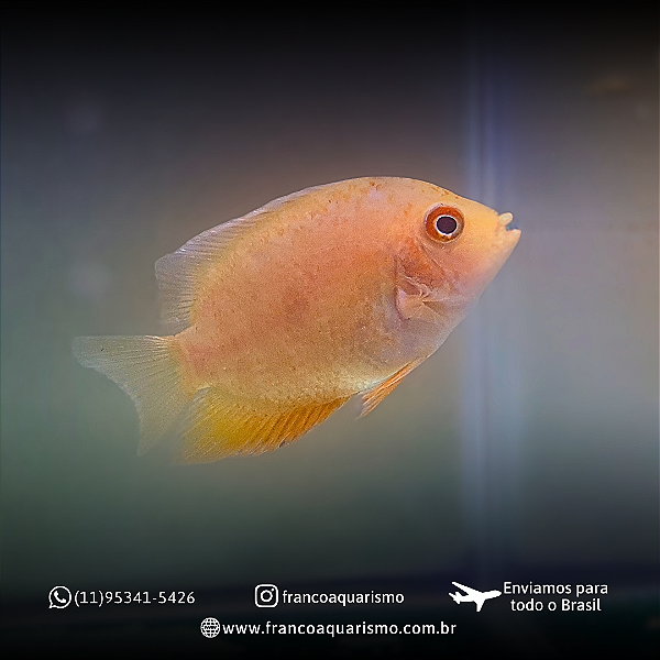 Severum Red Spotted 8-12cm