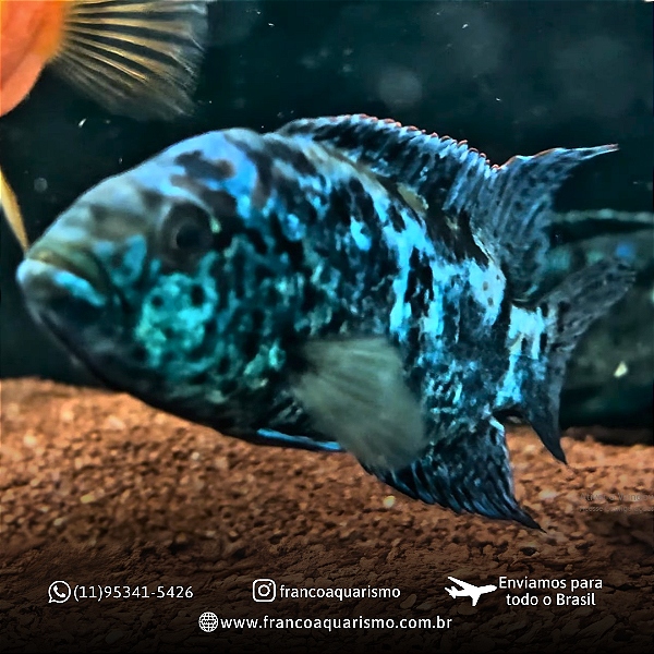 Jack Dempsey Blue 7-10cm