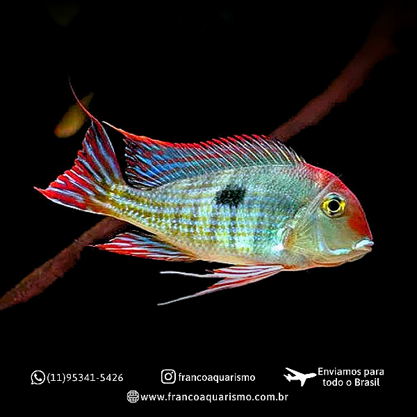 Geophagus Red Head Tapajos 4-7cm