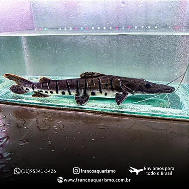 Cachara Verdadeira (Pseudoplatystoma fasciatum) 30-35cm