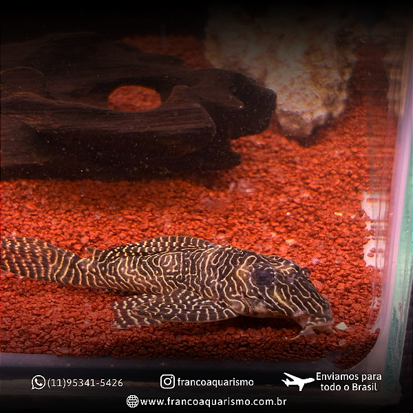 Cascudo Zebra Queen L260 7-10cm
