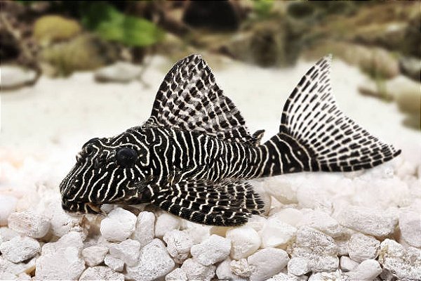 Cascudo Zebra Queen L260 8-12cm