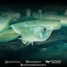 Aruanã Prata (Osteoglossum bicirrhosum) 7-11cm