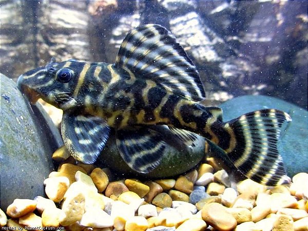 Cascudo L270 (Peckoltia compta) 7-10cm