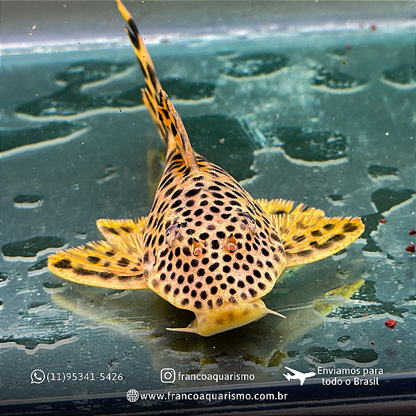 Cascudo L075 Tigre de bola (Hemiancistrus sabaji) 7-11cm