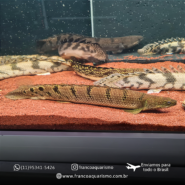 Polypterus Delhezi Selvagem WC 25cm