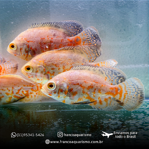 Oscar Red Tiger Albino AA 4-7cm