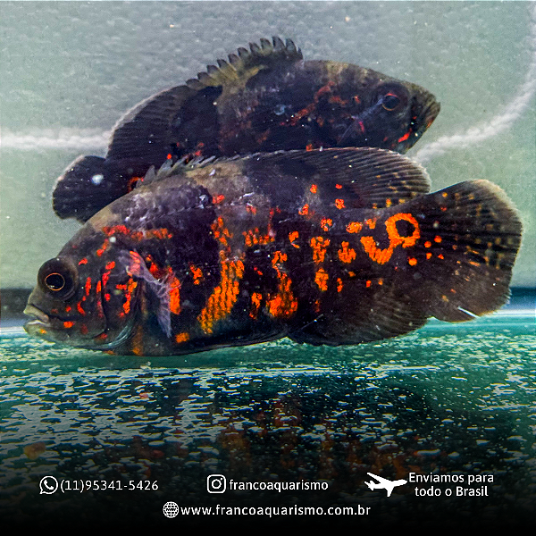 Oscar Red Tiger 5-9cm