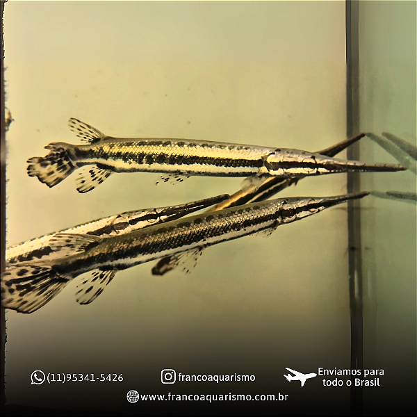 Boca de jacaré (Lepsosteus Oculatus) 10-14cm