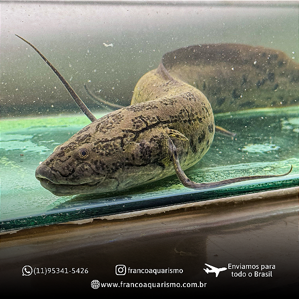 Protopterus Annectens 18-22cm