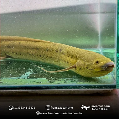 Protopterus Annectens 15-20cm