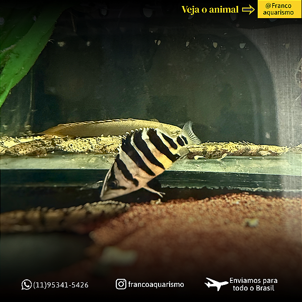 Datnioides Microlepis 5-8cm