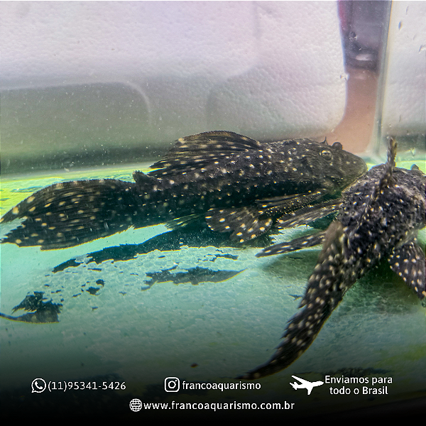 Cascudo L097 (Polka Dot Cactus) 20-25cm
