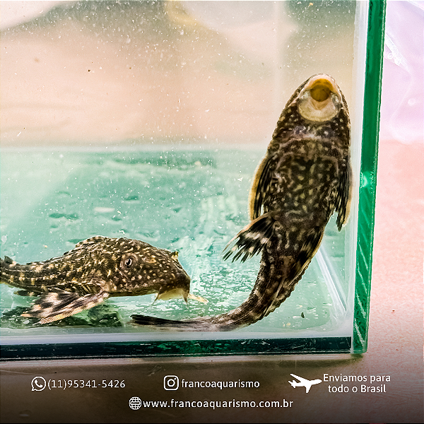 Cascudo abacaxi 5-9cm