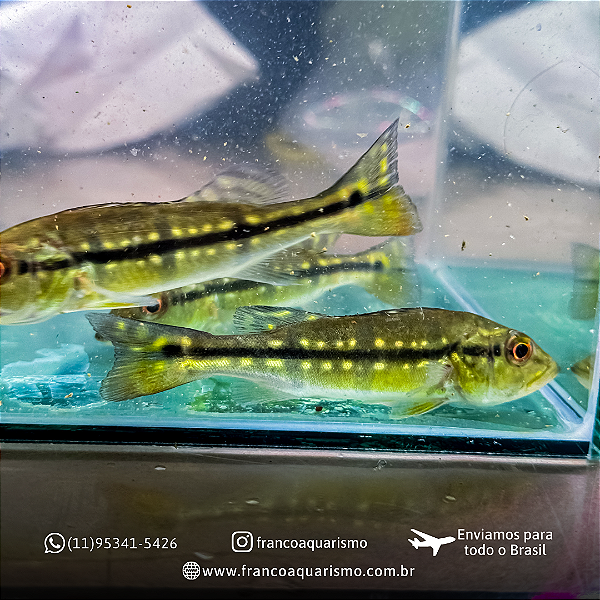 Tucunaré pinima 12-16cm