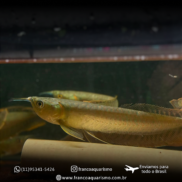 Aruana Prata 16-20cm