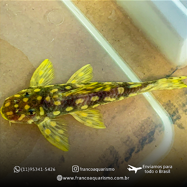Cascudo L082 (Opal Spot Pleco) 12-16cm