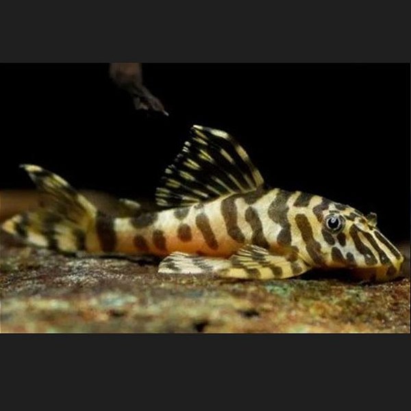 Cascudo tigre ouro L134 (Peckoltia compta) 4-7cm