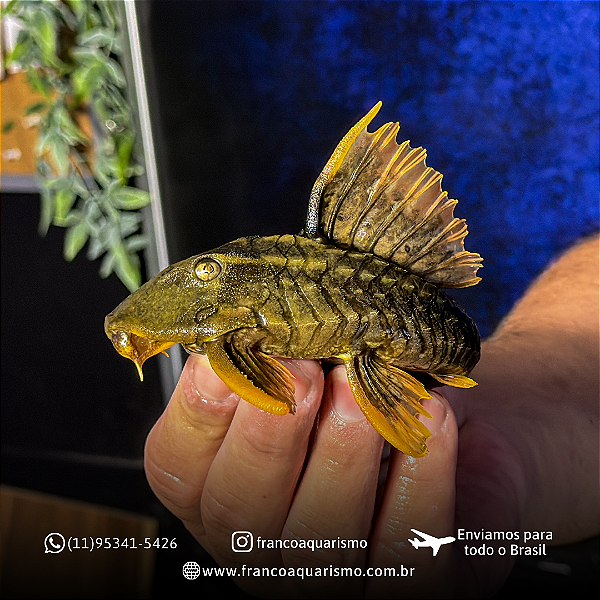 Cascudo L360 15-20cm