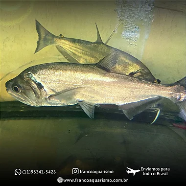 Cachorra Armatus 25-30cm (Hydrolycus armatus)