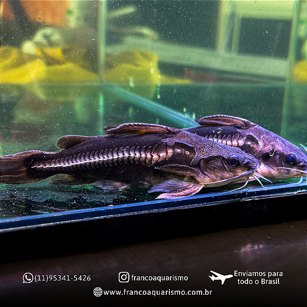 Platydora armatulus 4-8cm