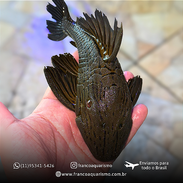 Cascudo Panaque (Panaque ambrusteri) 25-30cm